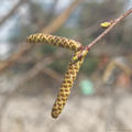 Noch geschlossene männliche Kätzchen der Birke (Betula) am 25.03.2025 im Berliner Stadtzentrum.