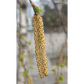 Blühende männliche Kätzchen der Birke (Betula) am 25.03.2025 im Berliner Stadtzentrum. 