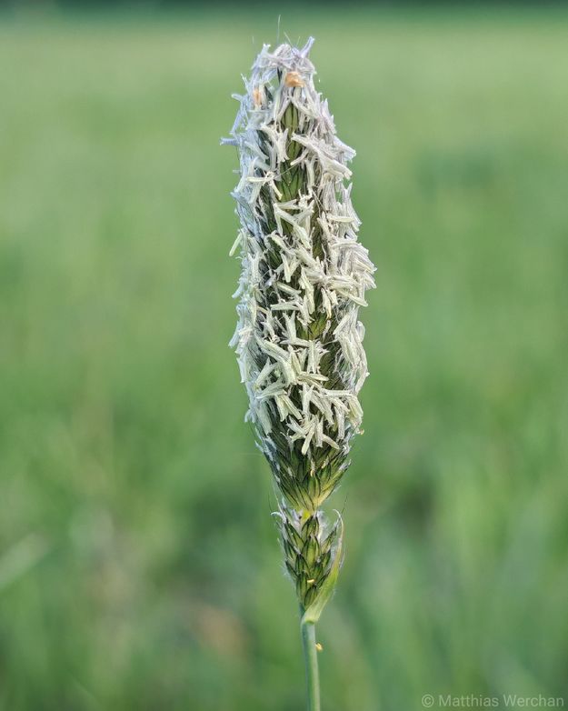 Blühendes Gras auf einer Wiese