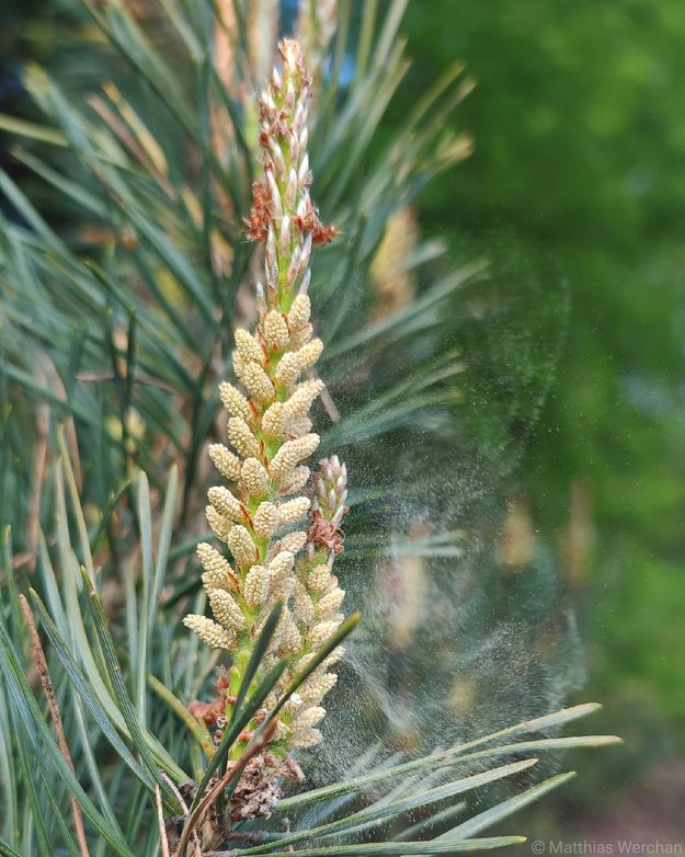 Blütenstand der Kiefer mit umherfliegenden Kiefernpollen.